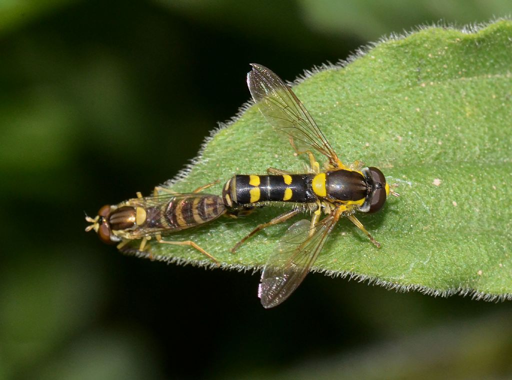 Sphaerophoria sp. (Syrphidae)